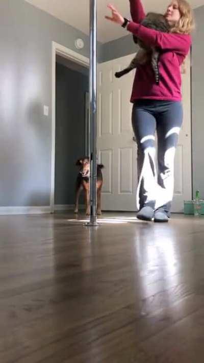 My cat likes to lead me into the pole room and ask for a spin spin