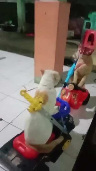 jvdavjbkdasblfhasj avnsbjchkabkh