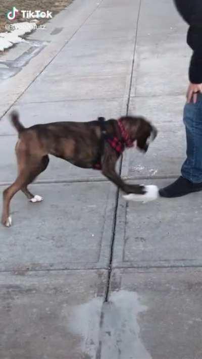 Boxers are the derpiest