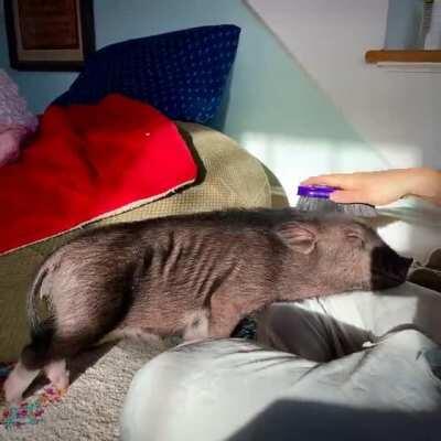 Pig receives brushybrushy