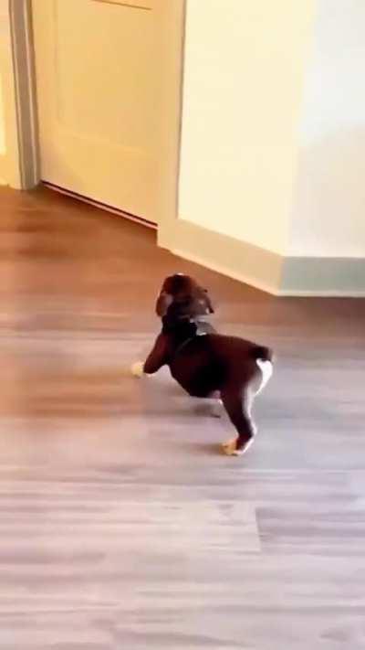 The dogs came with their little strides 😂