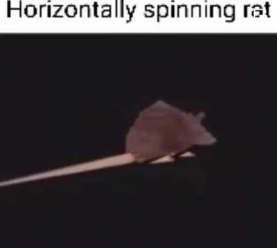 Horizontally spinning rat