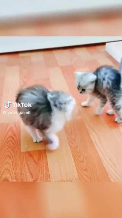 little crab zoomies???