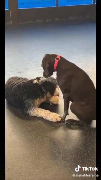 Making friends at dog daycare