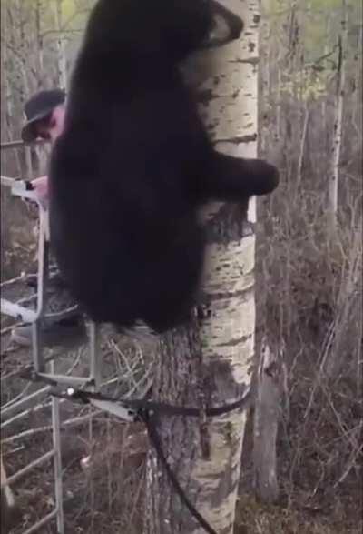 Bear climbing a tree <3