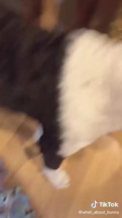 Talking dig has an existential crisis after looking in the mirror