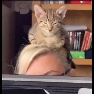 Коты могут спать как угодно, где угодно и когда угодно