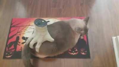 This kitty massagar belongs here.