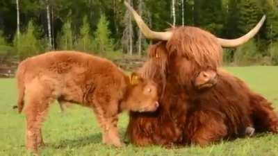 Calf uses its mom for a brush