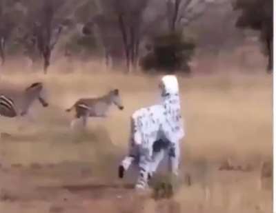 WCGW pretending to be a zebra