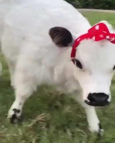 Most adorable cow in the world 🐮 ❤️