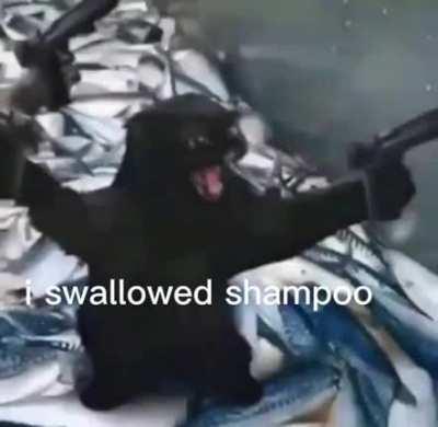 Moldy shampooo