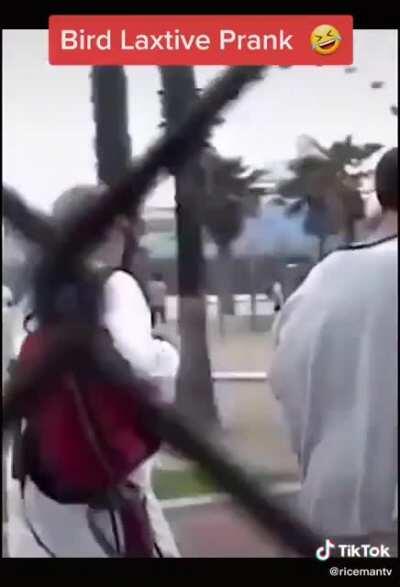 These kids gave laxtatives to seagulls so they'd drop their loads on people on the beach so they could film it.
