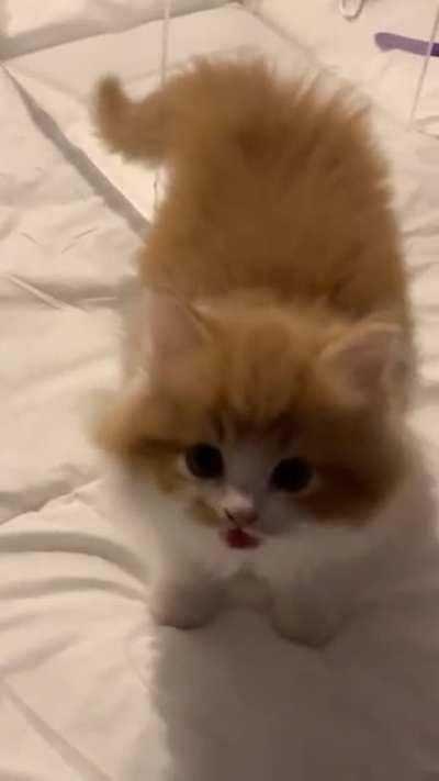 a very talkative cutie