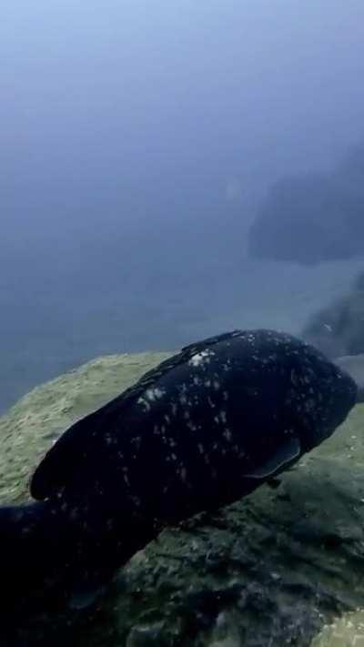 Собственно, опять гуасы, просто ракурс у второй мне очень понравился