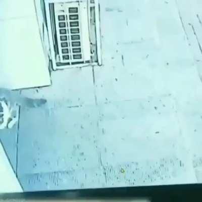 impactante video donde un gato cae del cielo y noquea a un señor, a continuación este mismo gato pelea contra un perro con zapatos😱