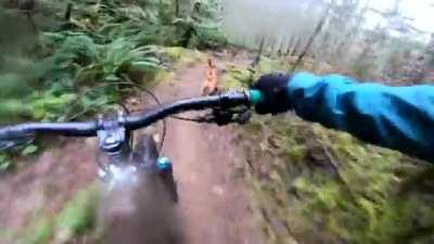 POV of a trail dog absolutely smoking it down a mountain
