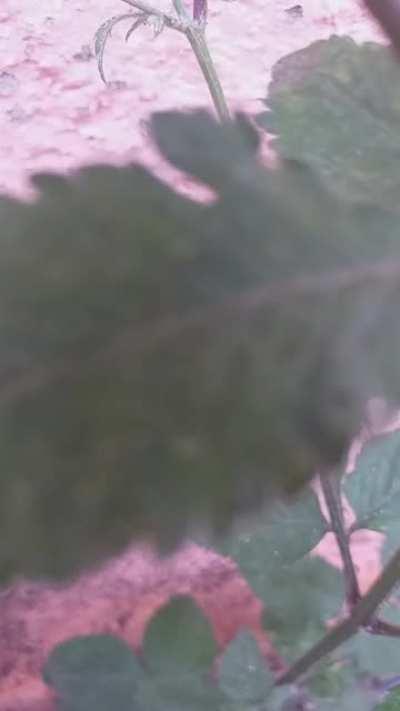 Atlantic forest, Brazil. Size: <0,5mm. What's this? I shot with a $ 5 homemade microscope.