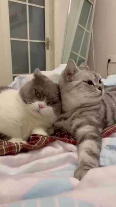 An expert in playing cute.