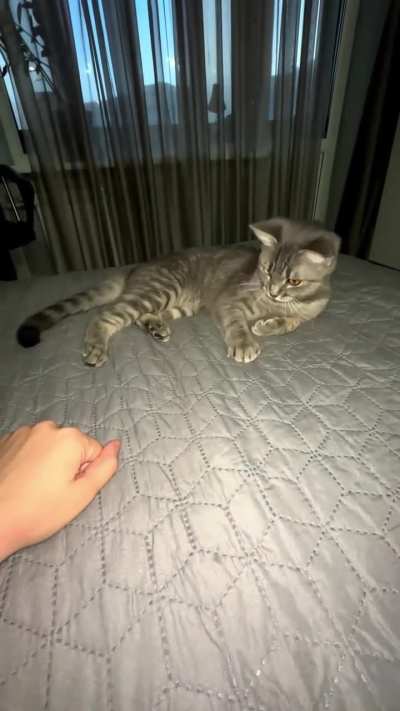 Epic Cat Moment Caught on Camera!