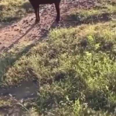 Tá no cio, cablito? 😅