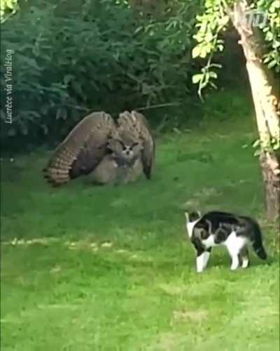 to scare the cat