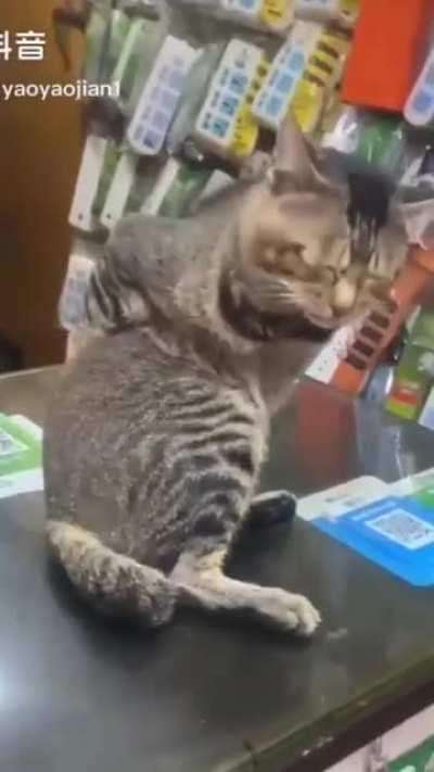 To lick itself like a normal cat