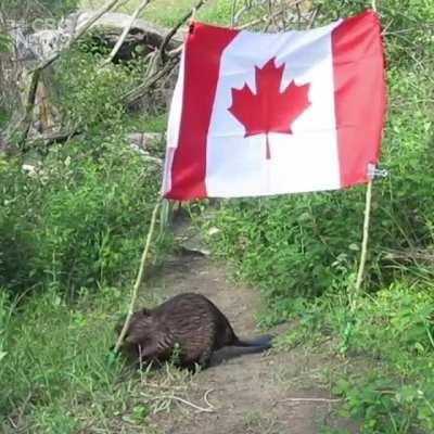 Beaver having none of it