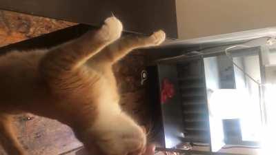 I can't get over how sweet she is when she asks for pets