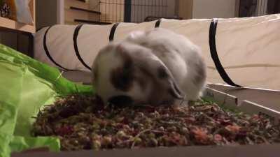 This mix is so good I must lie in it