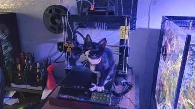 We found this baby under a bush at a gas station yesterday. She's a STEM genius and a biscuit master. (OC)