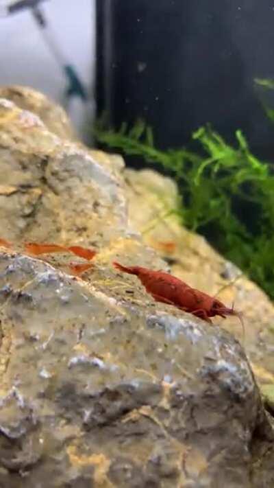 Red Cherry Shrimp family in my 10 gal