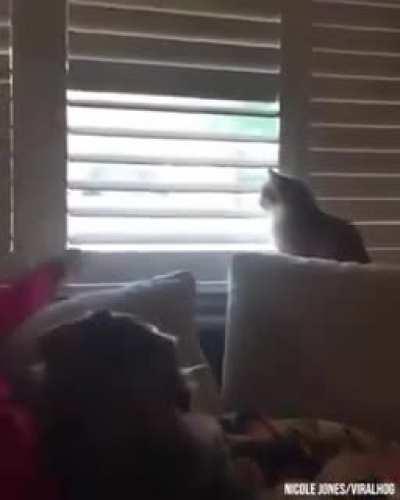 my house my rules hooman