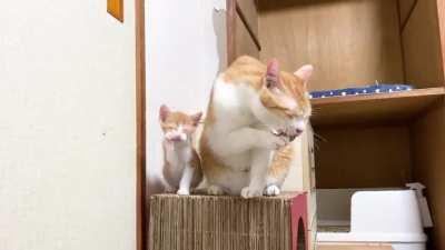 The kitten and its mother