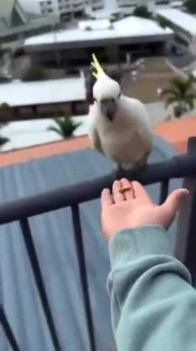 One amazing thing about Australia!