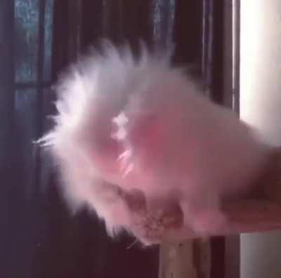 I Was Doing Cat Things