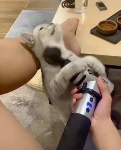 Kitty likes scratchy