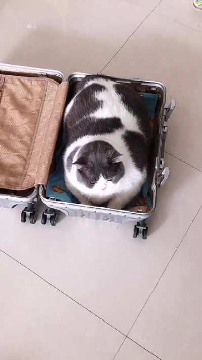 Piggy is the same size as a suitcase.