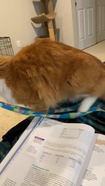 My cat loves his string a lot, and wants me know it.