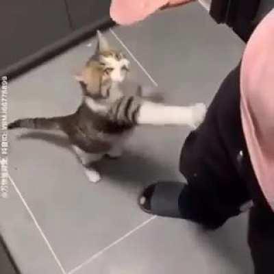 SiCk FuCk HiTs CaT wItH pOrK