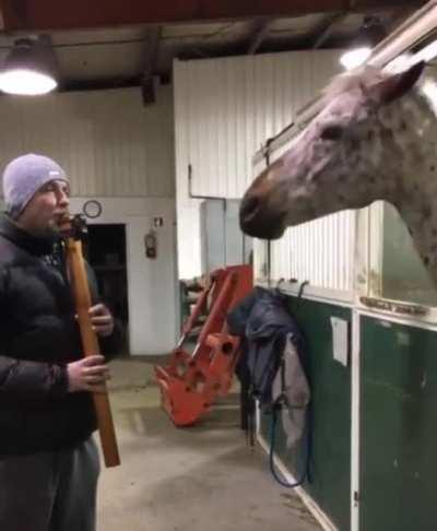Cruise the horse enjoys Native American flute music..