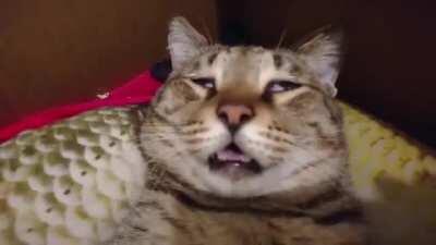 This isn’t even my final form