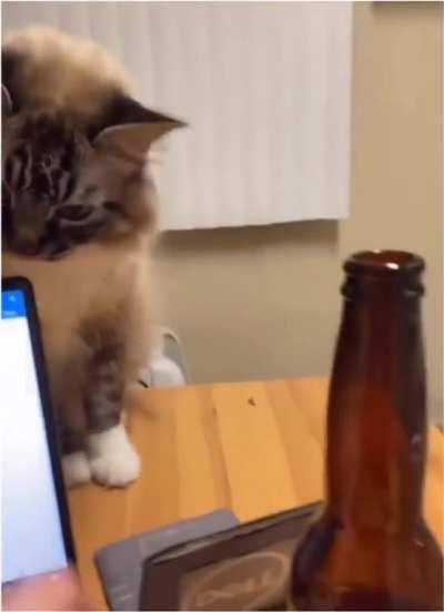 when you touch someone else's laptop without purrrmission