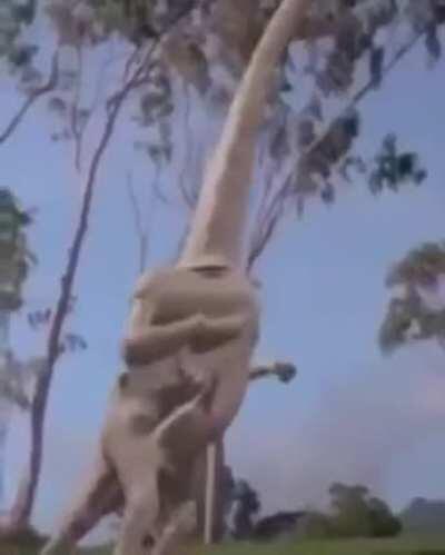 Evolution is amazing