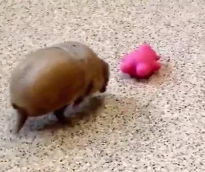 My armadillo people need me