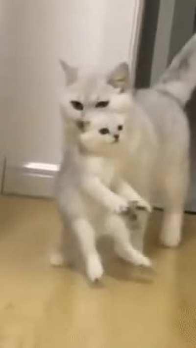 Cat dad carrying adorable misbehaving son