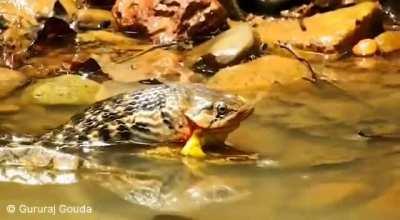 🔥 Lucky for this Checkered Keelback snake that he found this frog pair in vulnerable position. (Male frog which is being eaten was on top of female one and they were in process of mating)
