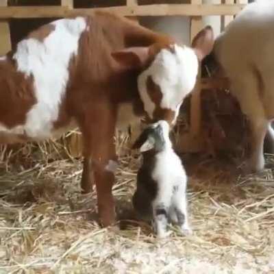 Cows are among the most gentle creatures. This allows them to befriend All kinds.