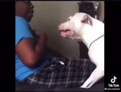 Literally tens of thousands of likes on comments about killing the dog 🤮 Act like prey, get treated like prey. Don’t buy dogs if you can’t handle them! 🤬