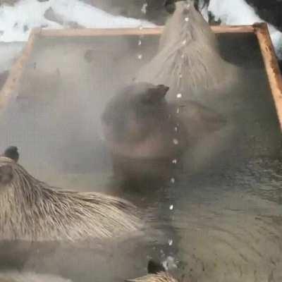 Capybaras in an onsen